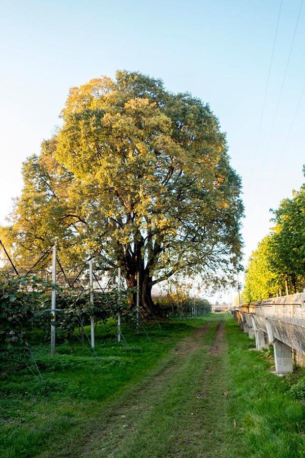 Al Bagolaro Bed & Breakfast Crocetta del Montello Exterior foto