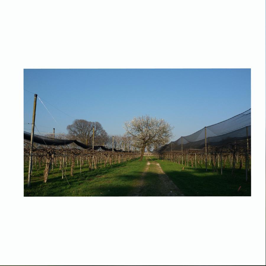 Al Bagolaro Bed & Breakfast Crocetta del Montello Exterior foto