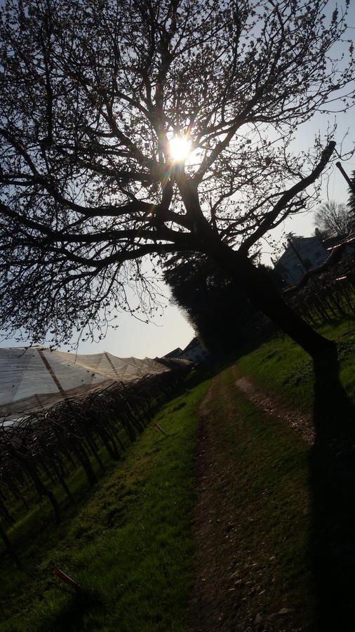 Al Bagolaro Bed & Breakfast Crocetta del Montello Exterior foto